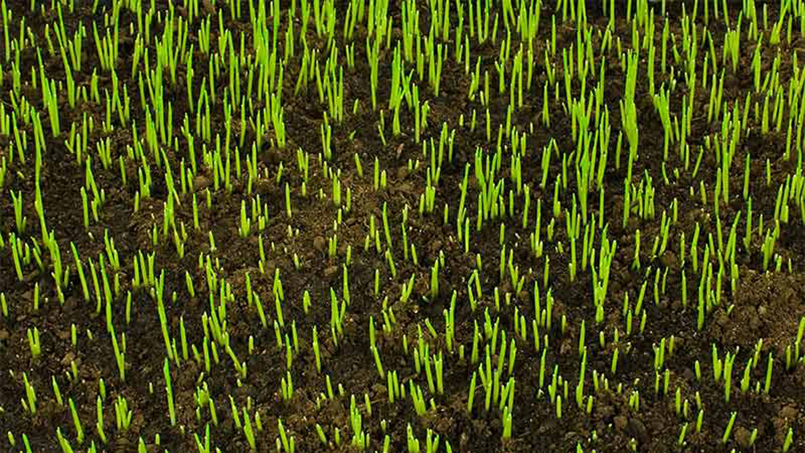 Grass Seed Growing